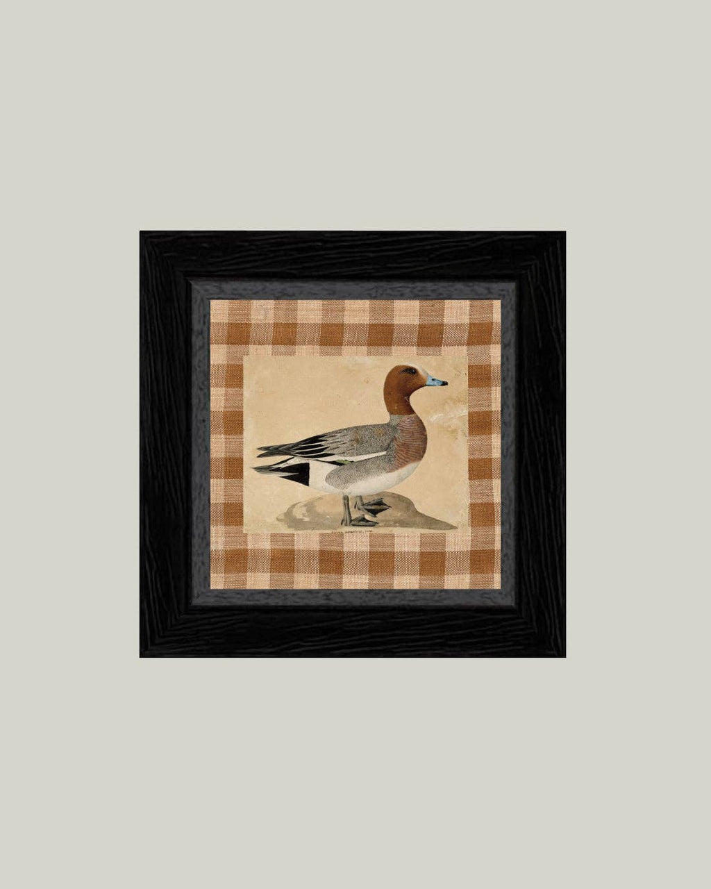 Eurasian Wigeon Framed Antique Art