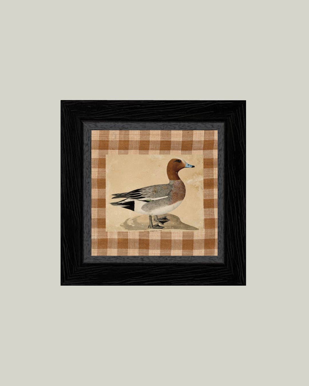 Eurasian Wigeon Framed Antique Art