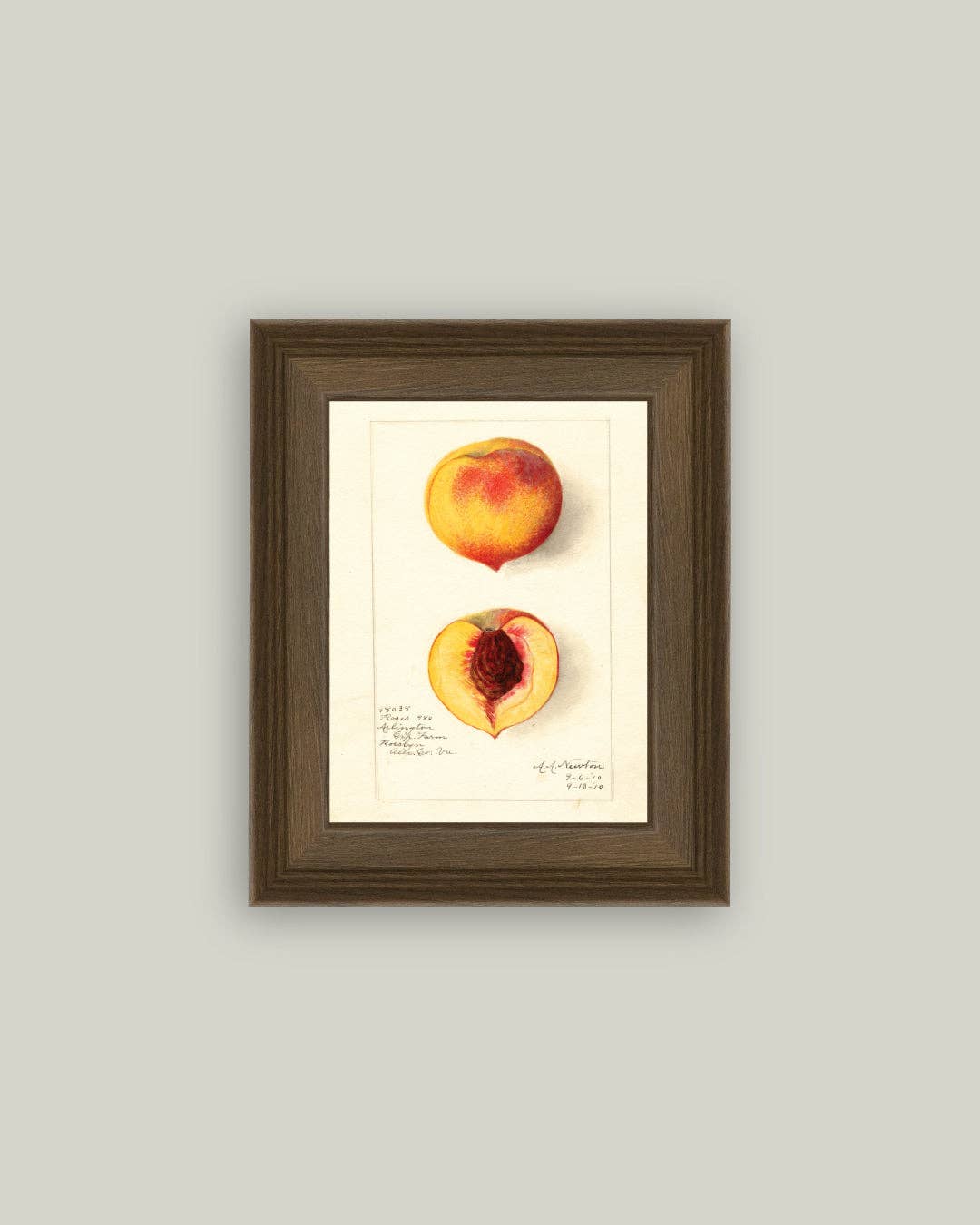 Peach Study Framed Antique Art