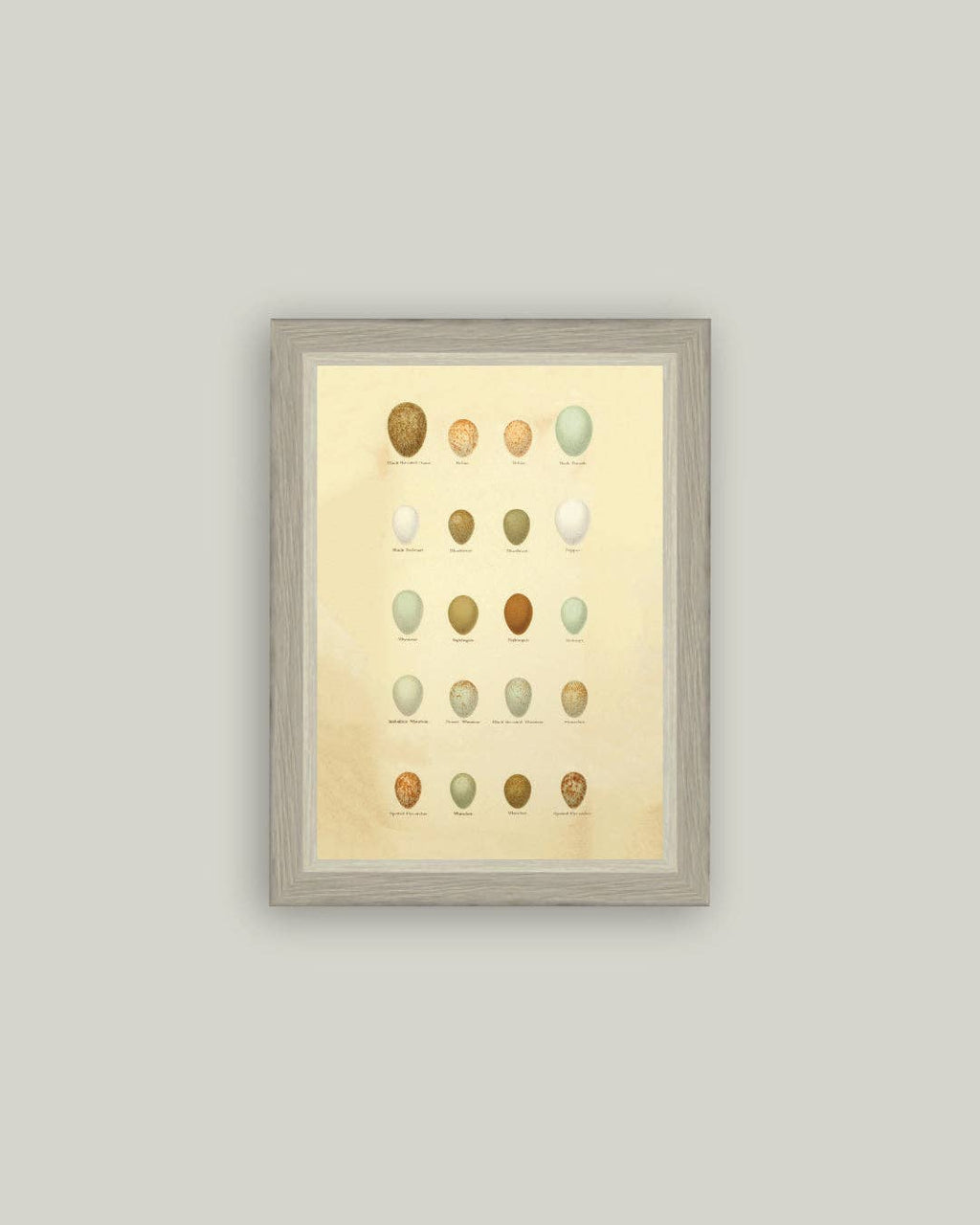 Color of Eggs Framed Antique Art