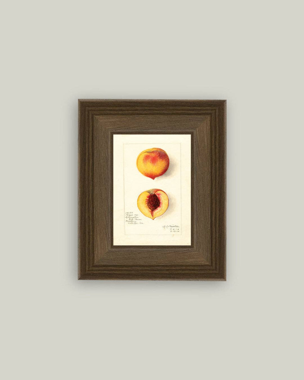 Peach Study Framed Antique Art