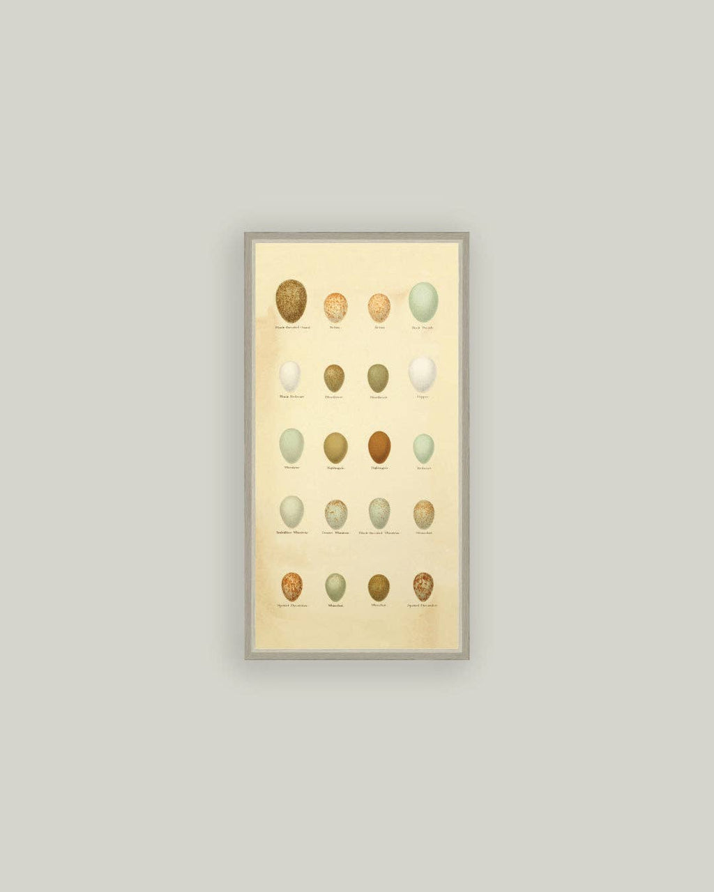 Color of Eggs Framed Antique Art
