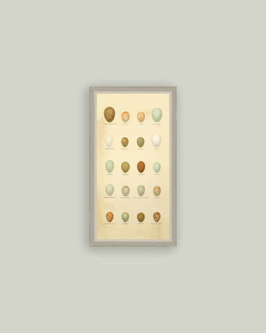 Color of Eggs Framed Antique Art