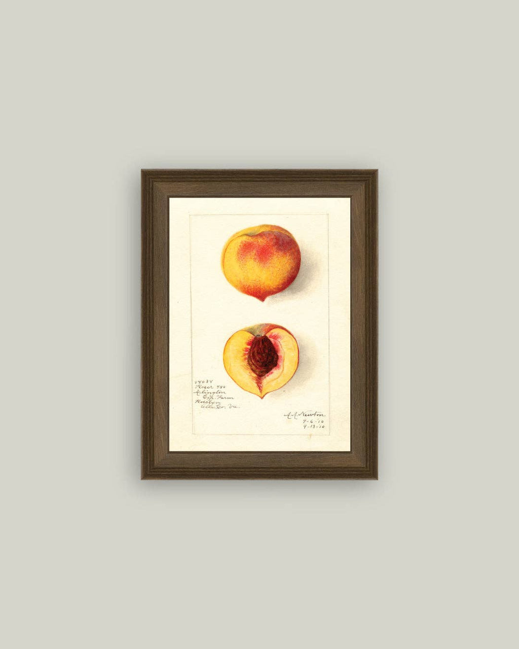 Peach Study Framed Antique Art